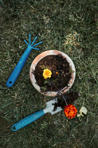 High angle view of flowering plant on field