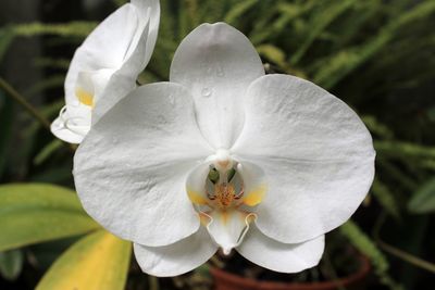 Close-up of white flower