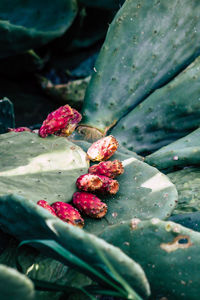 Close-up of red berries on plant