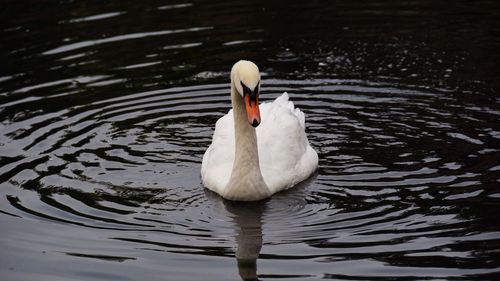 Two swans swimming in water