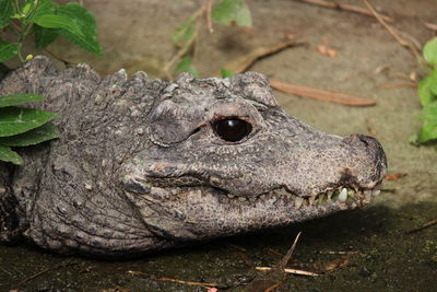 Close-up of crocodile