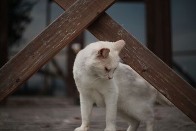 Close-up of white dog