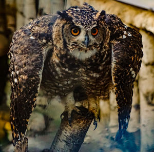 Portrait of owl perching outdoors