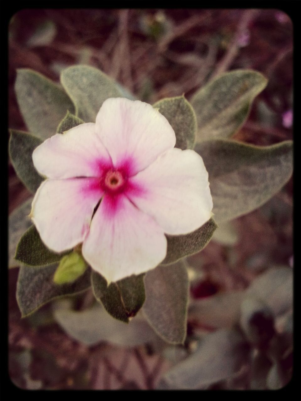 flower, petal, freshness, transfer print, fragility, growth, flower head, beauty in nature, close-up, auto post production filter, nature, blooming, focus on foreground, stamen, in bloom, blossom, plant, pollen, single flower, park - man made space