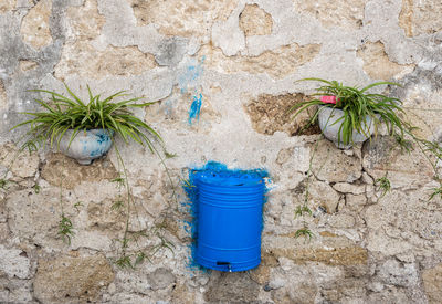 Potted plant on wall