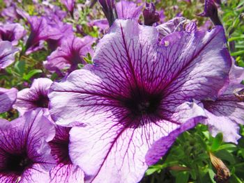 Close-up of purple flowers blooming outdoors