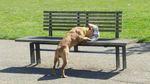 Dog eating on bench at park