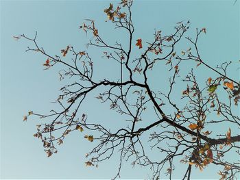 Low angle view of flowering plants against clear blue sky