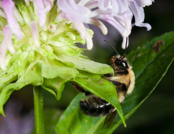 Close-up of insect on flower