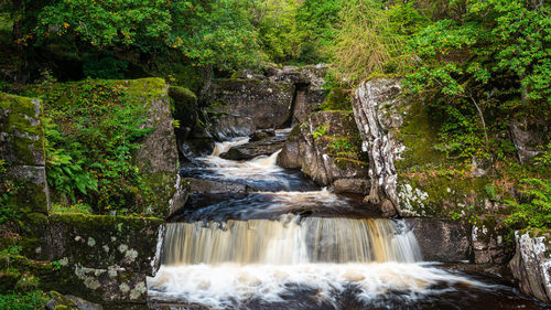 Scenic view of waterfall in forest
