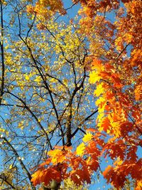 Low angle view of autumn trees