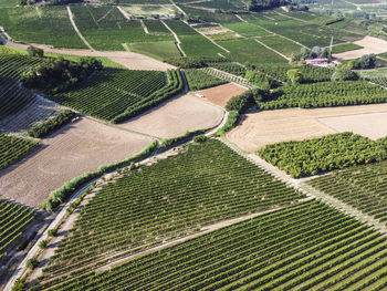 High angle view of agricultural field