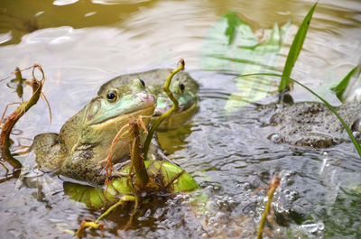 Close-up of frogs in lake