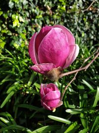 Close-up of pink rose flower