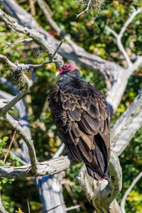 Close-up of eagle perching on branch