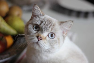 Close-up portrait of a cat