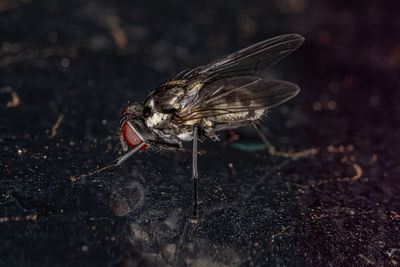 Close-up of fly on field