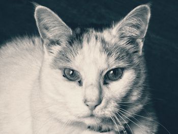 Close-up portrait of cat