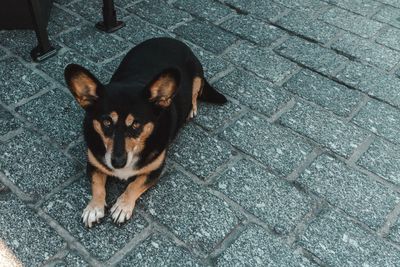 High angle portrait of dog relaxing on footpath