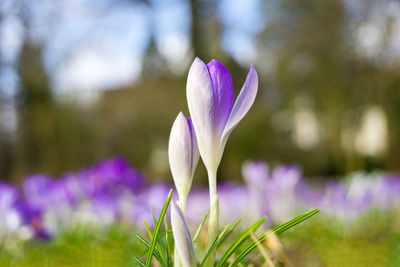 Close-up of purple crocus flower on field