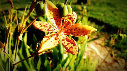 Close-up of plant