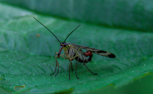 Close-up of insect on leaf