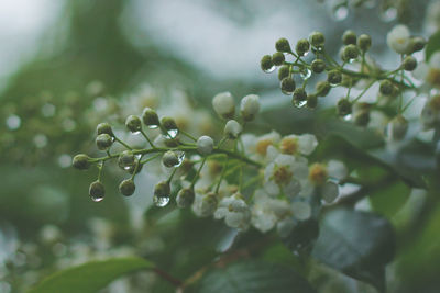 Close-up of wet plant