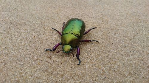 Close-up of caterpillar on sand