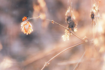 Close-up of insect on dry plant