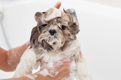 Close-up of person hands bathing dog