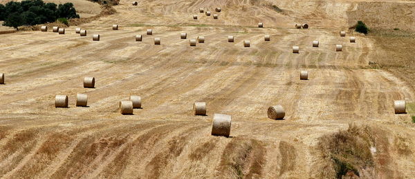 Hay bales on field