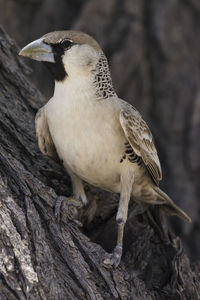 A sociable weaver in etosha, a national park of namibia