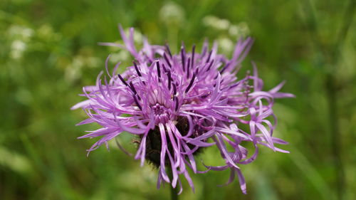 Close-up of purple flowering plant on field