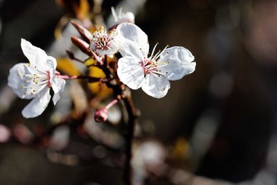 Close-up of white cherry blossoms