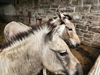 Close-up of a horse in pen