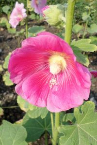 Close-up of pink flower blooming outdoors