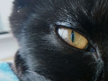 Close-up portrait of cat