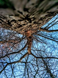 Low angle view of bare trees against the sky