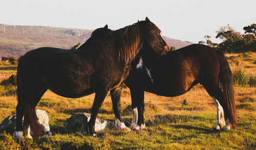 Horse on field against clear sky