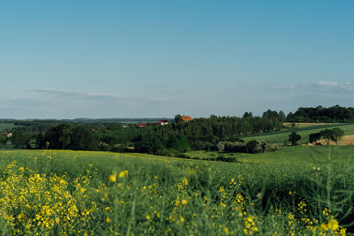 Scenic view of agricultural field against sky