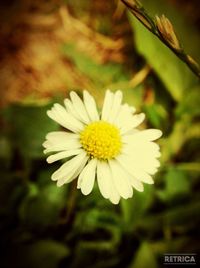 Close-up of white flowers blooming outdoors