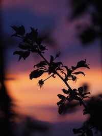 Silhouette tree against sky during sunset