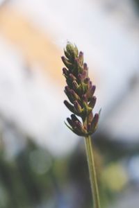 Close-up of flowering plant