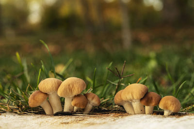 Close-up of mushrooms growing on field