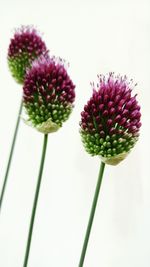 Close-up of flowers