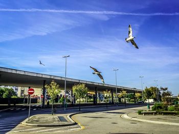 Bird flying over street against sky