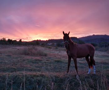 horse