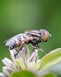 Close-up of insect on flower