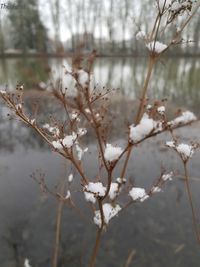 Close-up of snow covered plant