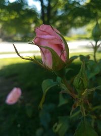 Close-up of pink rose